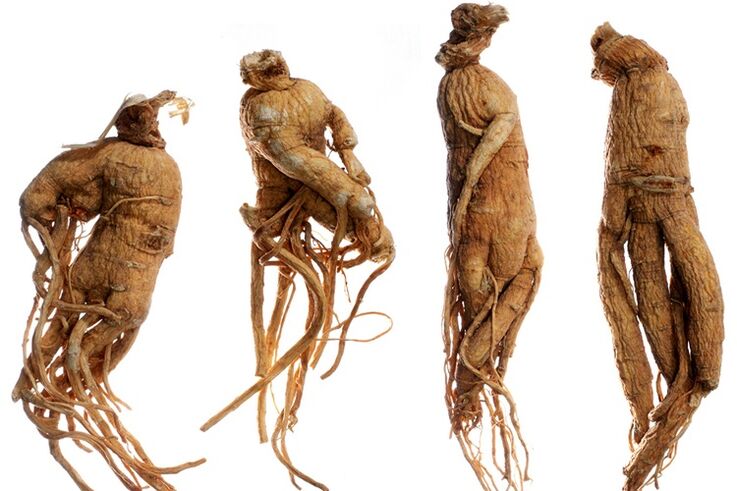 raiz de ginseng para aumentar o pênis